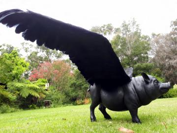 Flying Pig